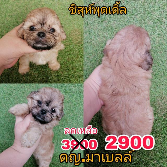 งบน้อยทางนี้ !! เริ่มเเค่ 2000 ชิสุห์ผสมพุดเดิ้ล ชิสุห์ผสมชิวาว่า พร้อมย้าย