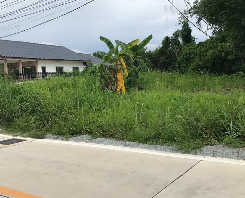 ขายที่ดินนาจอมเทียน พัทยา 212 ตรว. ซอยทุ่งเจ๊กเลี่ยว ใกล้หาดบ้านอำเภอ5กม. อ.สัตหีบ จ.ชลบุรี 1