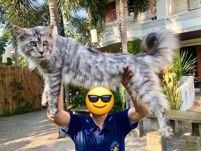 เมนคูน เชียงใหม่ 7