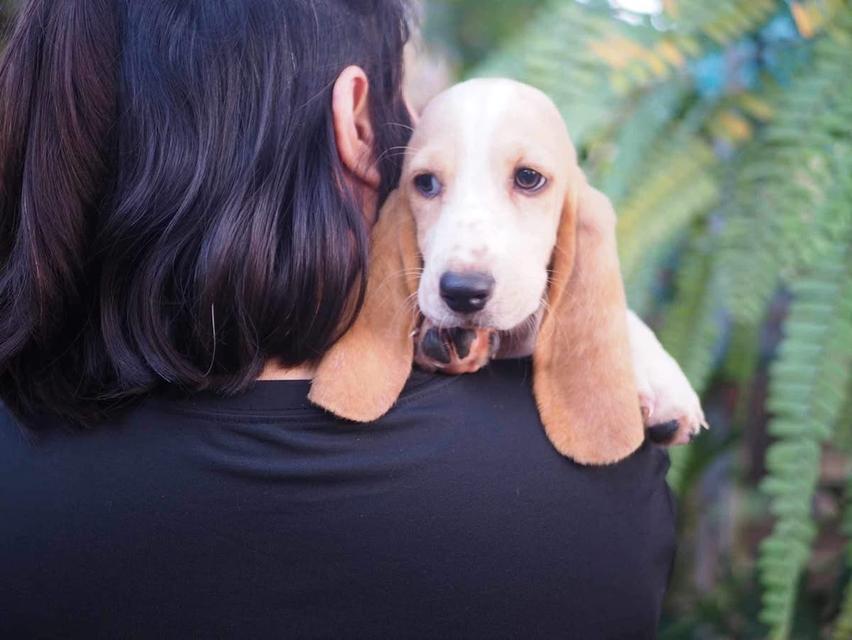 สุนัข Basset Hound ขายถูก 2