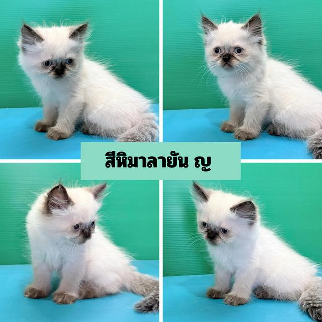 เปอร์เซียแท้ พร้อมย้ายบ้าน รูปที่ 3