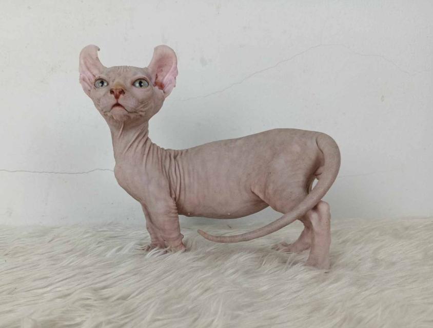 33.แมวดเวล/เพศผู้ หาบ้าน Dwelf Cat/Male looking for a new home 6