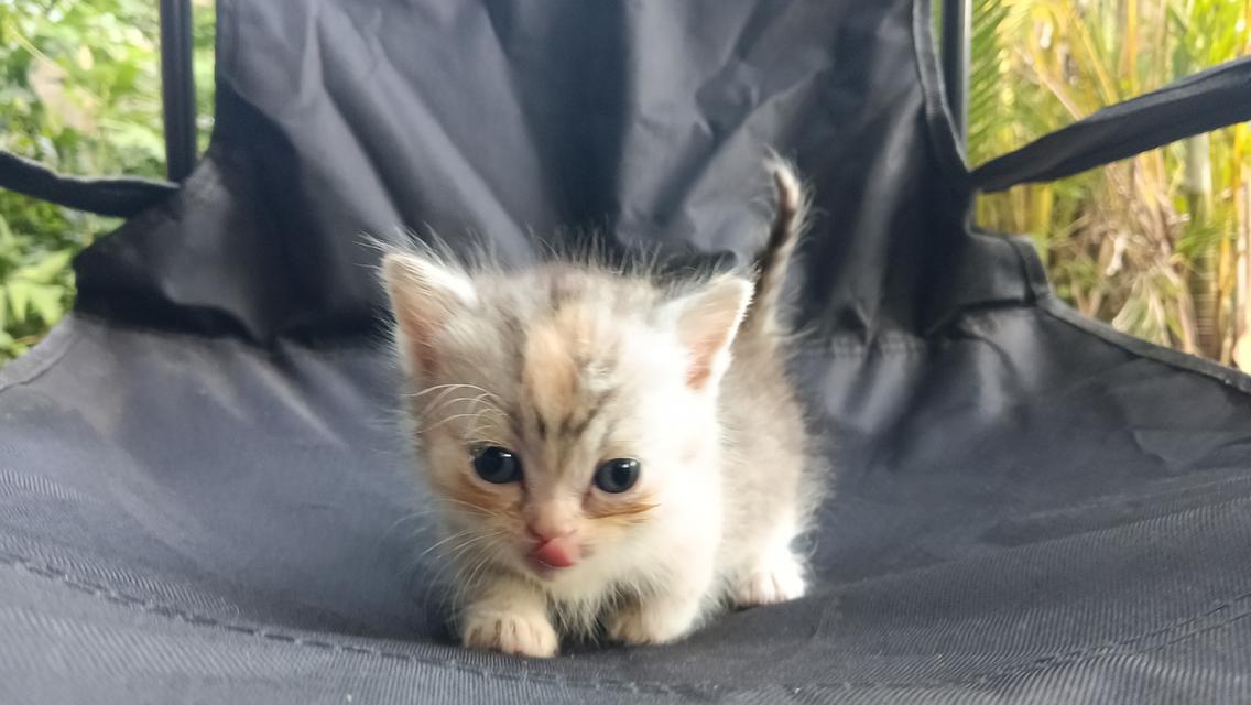 น้องแมวมัชกิ้นเพศเมีย 5