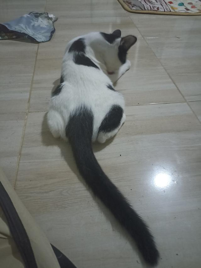 แมว พันธุ์ผสม น่ารักๆ