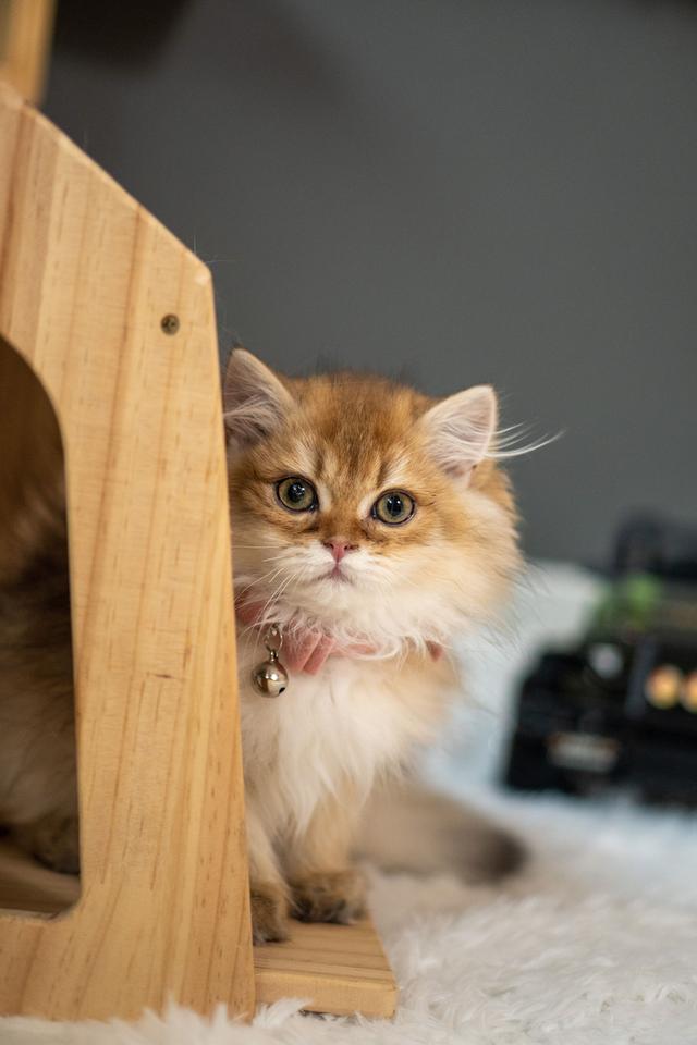 เด็กหญิงบริติช ลองแฮร์ (British Longhair) 9
