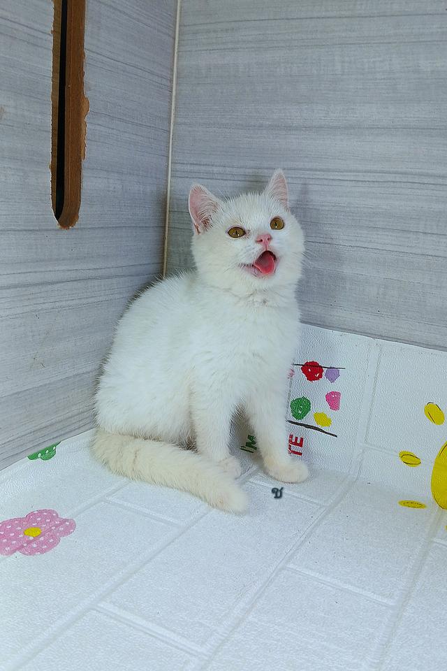 แมวบริติช สีขาวล้วน เพศผู้ อายุ2เดือนครึ่ง ทานอาหารเม็ดอาหารเหลวเข้ากระบะทรายเป็นถามก่อนได้คะ