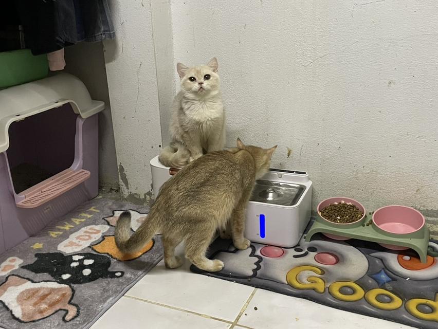 บริติช 2