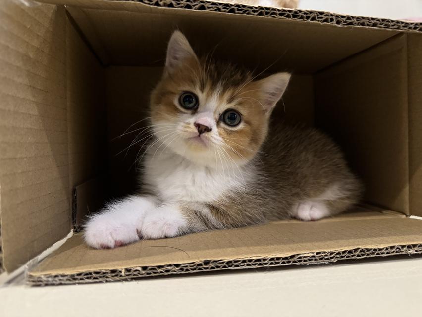 Scottish Fold Kitten  6