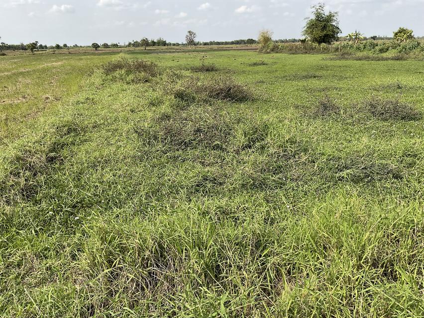 ขายที่ดิน 7 ไร่ ต.โบสถ์ อ.พิมาย จ.นครราชสีมา 6