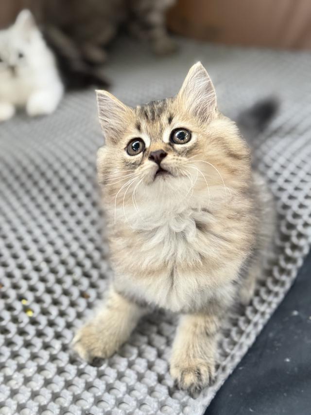 แมวเปอร์เซียสวยๆน่ารักๆ