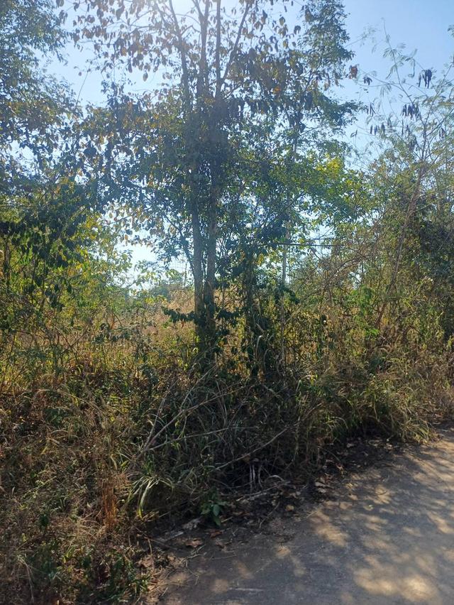 ขายที่ดินเปล่า12ไร่ 2งาน 97 ตรว บ้านนางแตน ตำบลท่าผา อำเภอเกาะคา จังหวัดลำปาง 3