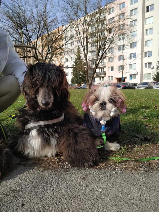 Afghan Hound เชื่องมาก 5