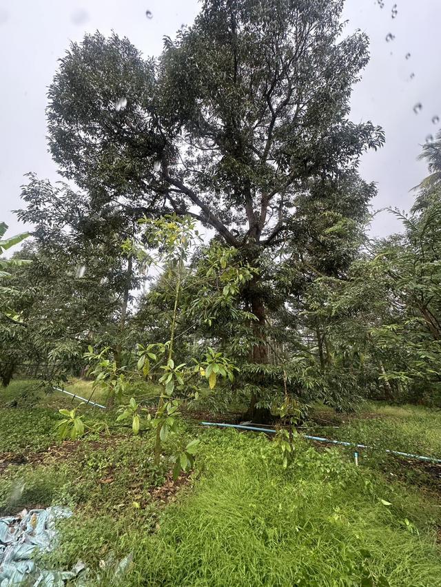 ขายด่วน! สวนทุเรียนหมอนทอง ต้นใหญ่ 7ปี+ จ.ชุมพร 3