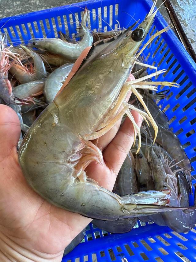 กุ้งแชบ๊วย สดๆใหม่ๆ 