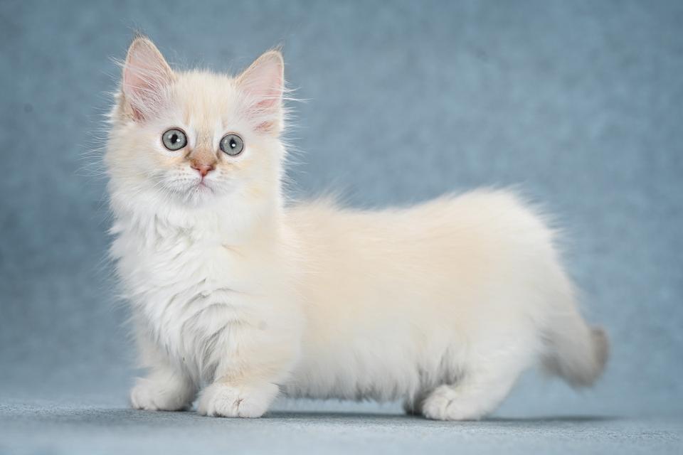 Munchkin Kittens Registered WhatsApp me : +66 63 826 3042 รูปย่อยที่ 2