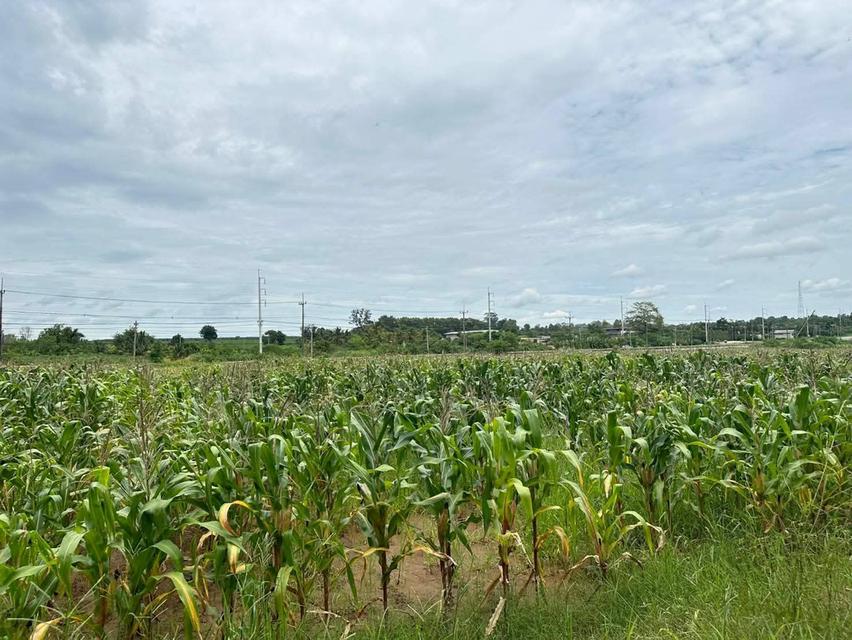 ขายที่ดิน82ไร่อำเภอเสิงสางจังหวัดนครราชสีมา  ติดถนนราชสีมาโชคชัย 3