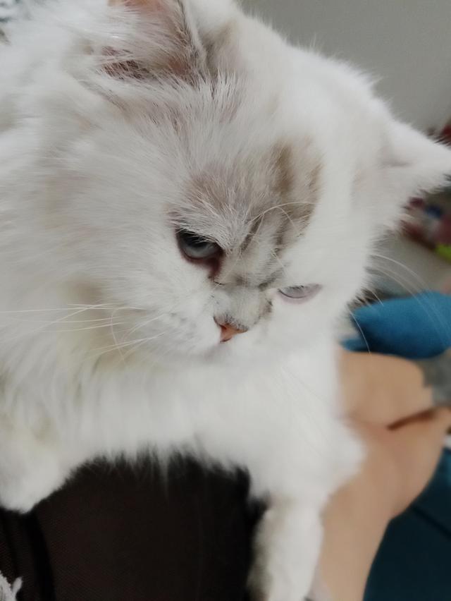 Persian  6