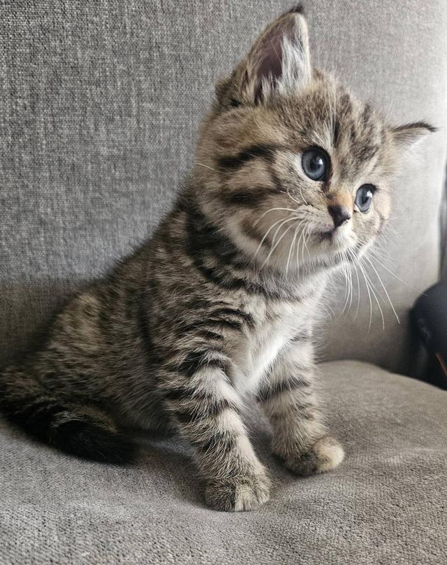 สก็อตติชโฟลด์ เสือสาว 6