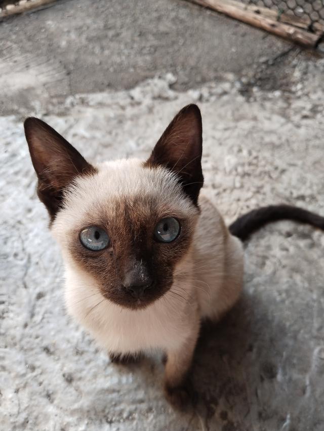 แมววิเชียรมาสแมวไทยโบราณแท้