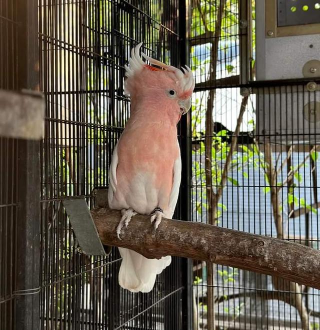 นกกระตั้วสีชมพูสวย 4