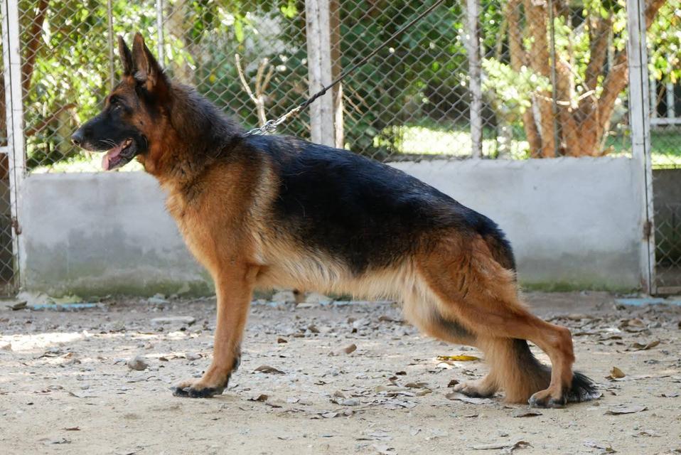 สุนัขเยอรมันเชพเพอด ลูกสุนัข รูปย่อยที่ 2