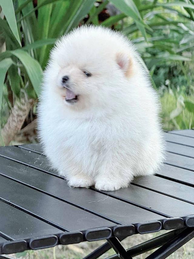 ปอมแท้สีขาว ขนแน่น เพศผู้ 5