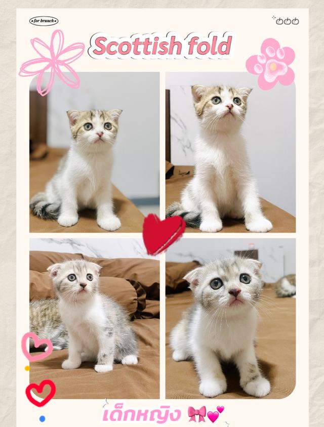 น้องแมวสก็อตติชโฟล์ด
