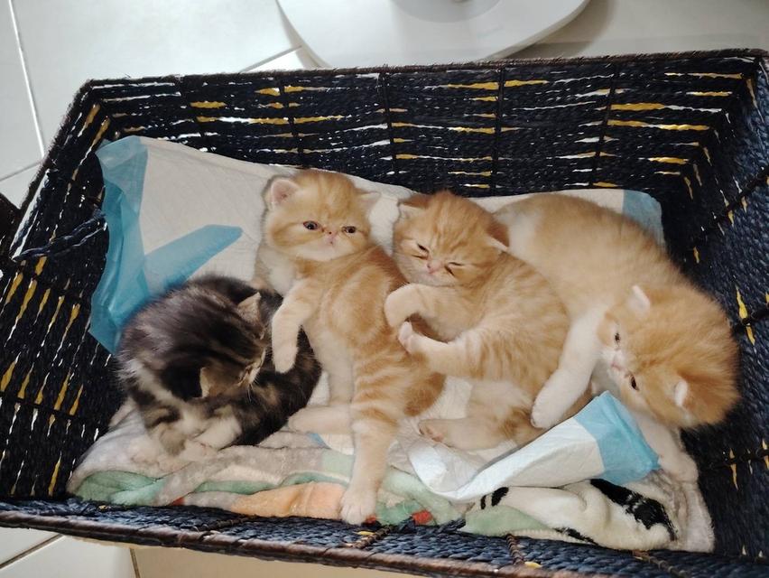exotic shorthair 