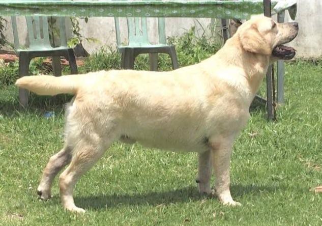 ขายลูกสุนัขพันธ์ลาบราดอ 7