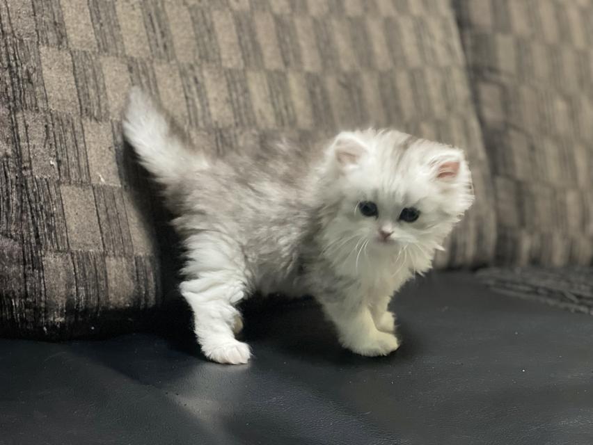 น้องหน้าขาว(เพศผู้)ลูกผสม