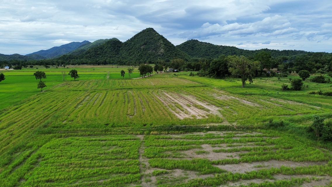 🏞️ ที่ดินบนเขื่อนวังร่มเกล้า 1 ไร่ 320,000 บาท วิวภูเขา เหลือเพียง 6 แปลงสุดท้าย 19