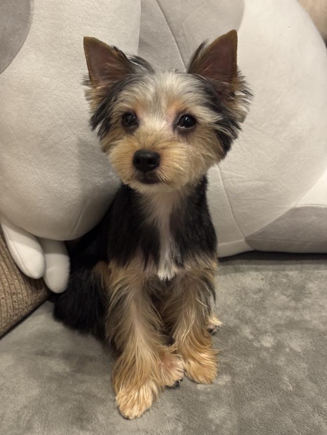 ขายลูกหมายอร์คเชียร์ 6 ตัว