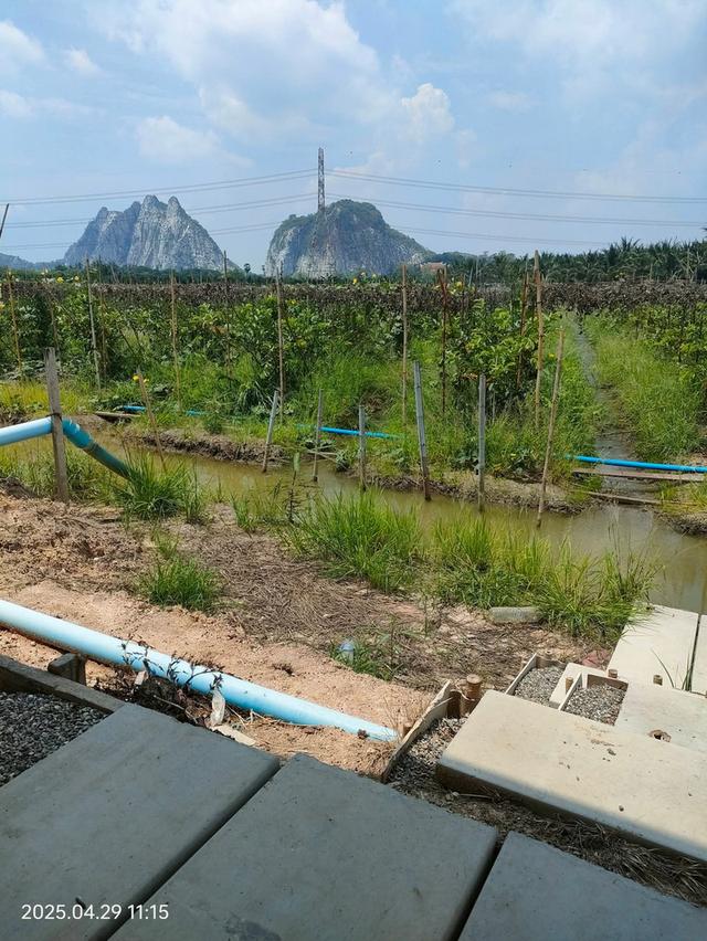 ที่ดินทำสวนฝรั่ง จ.ราชบุรี 5