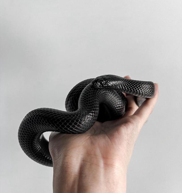 งูแบล็คคิงส์ สีดำดุดัน 2