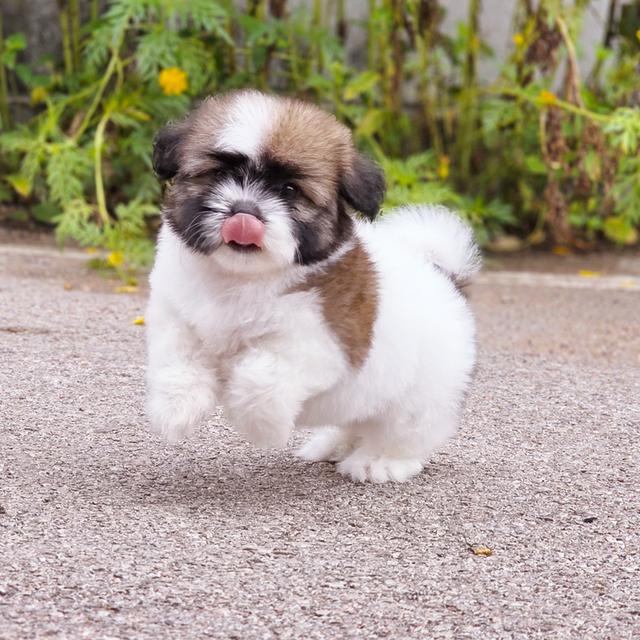 Shihtzu สาวน้อยน้องชีตาร์พันธุ์ชิสุอายุ2เดือน