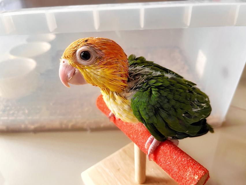 นกแก้ว ไวท์บิลลี่ไคท์