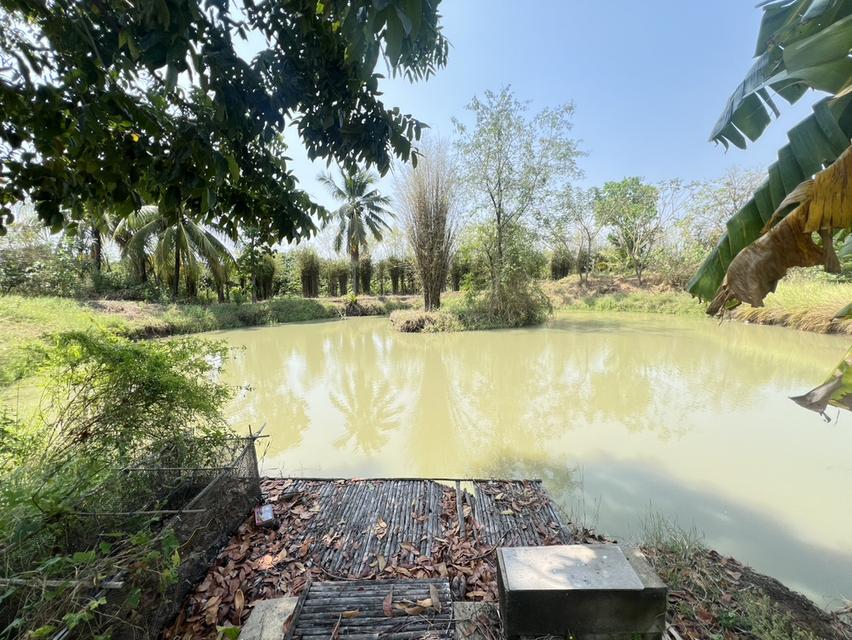 ขายด่วน! ที่ดินผืนใหญ่ 12 ไร่ พร้อมบ้าน 4 หลัง (ตกแต่งด้วยไม้สัก) – อ.สามชุก จ.สุพรรณบุรี 13