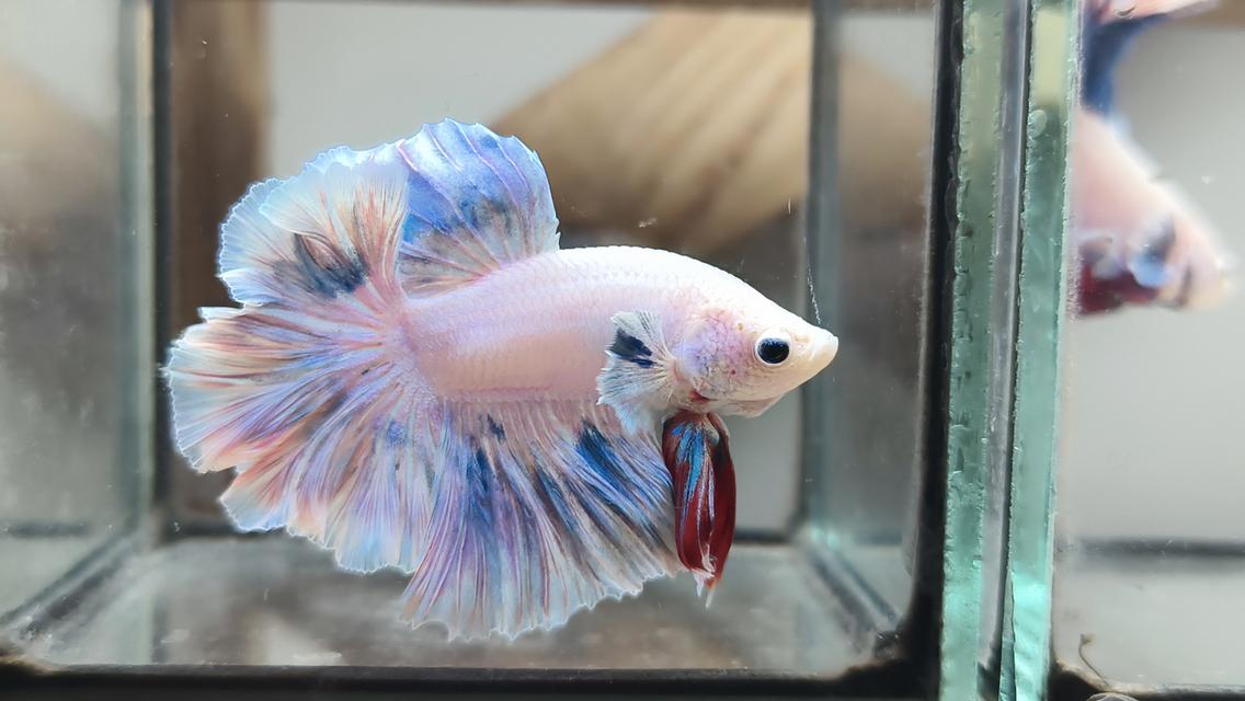 ปลากัดฮาฟมูนคัดเกรด สุ่มสี พาสเทล หูช้าง และสีอื่นๆ