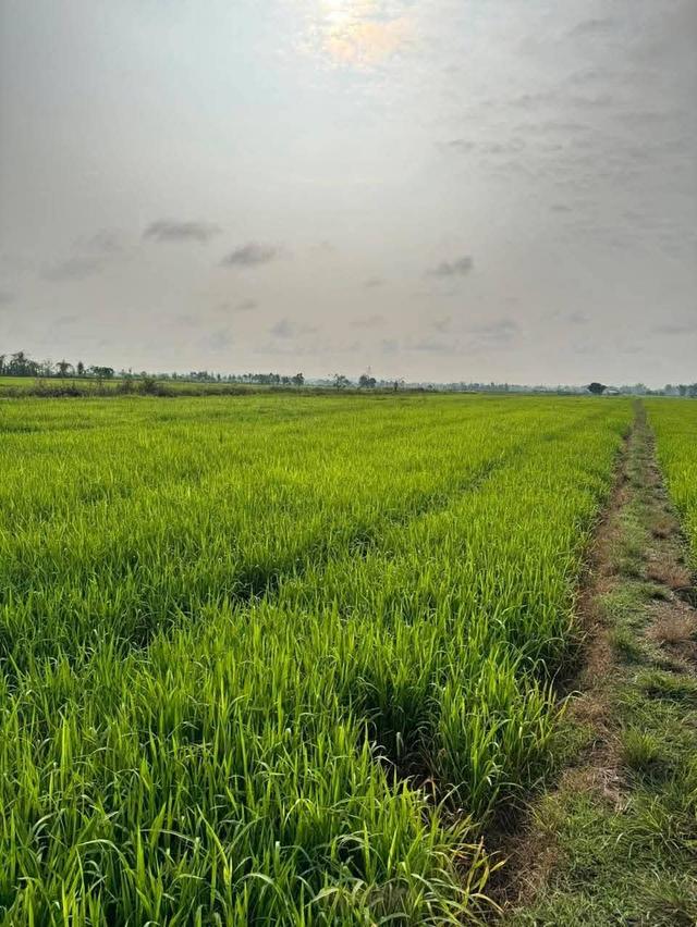 ที่ดิน 3 ไร่อำเภอแม่จันจังหวัดเชียงราย 6