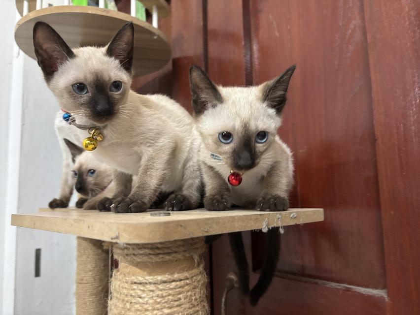 ลูกแมววิเชียรมาศ แท้! พ่อแม่มีใบรับรองสายพันธุ์ 3