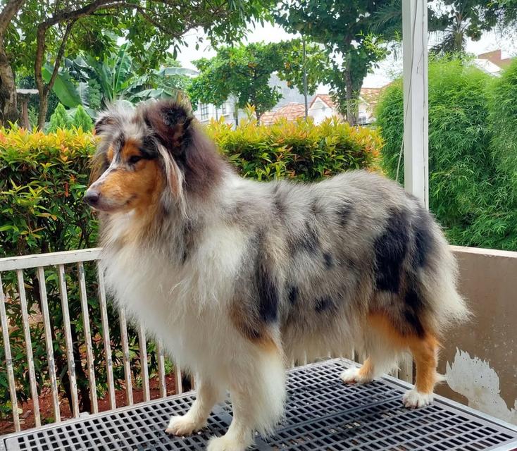 ขาย Dog Collie เพศผู้ ราคาถูกมาก 2