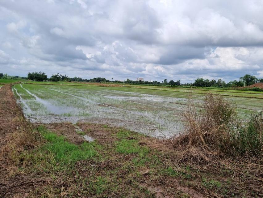 ขายที่ดิน 9.2 ไร่ พิษณุโลก ในเมือง 3