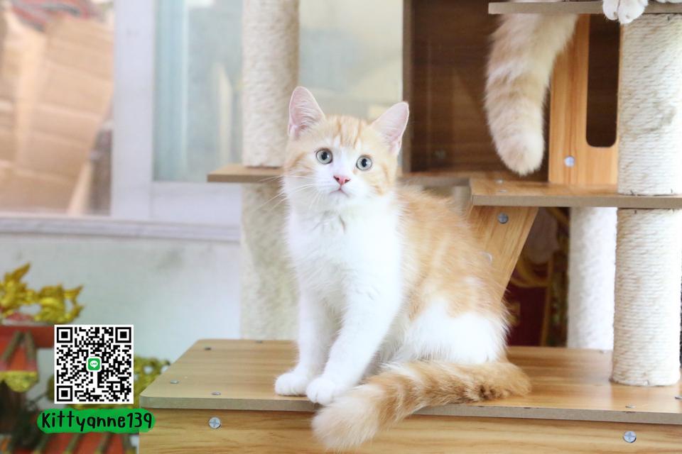 ลูกแมวบริติชหิมาลายันพร้อมย้ายบ้าน รูปที่ 10