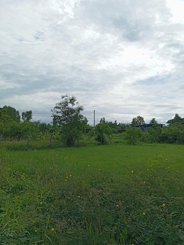 ที่ดินเปล่า 100 ตรว. 6