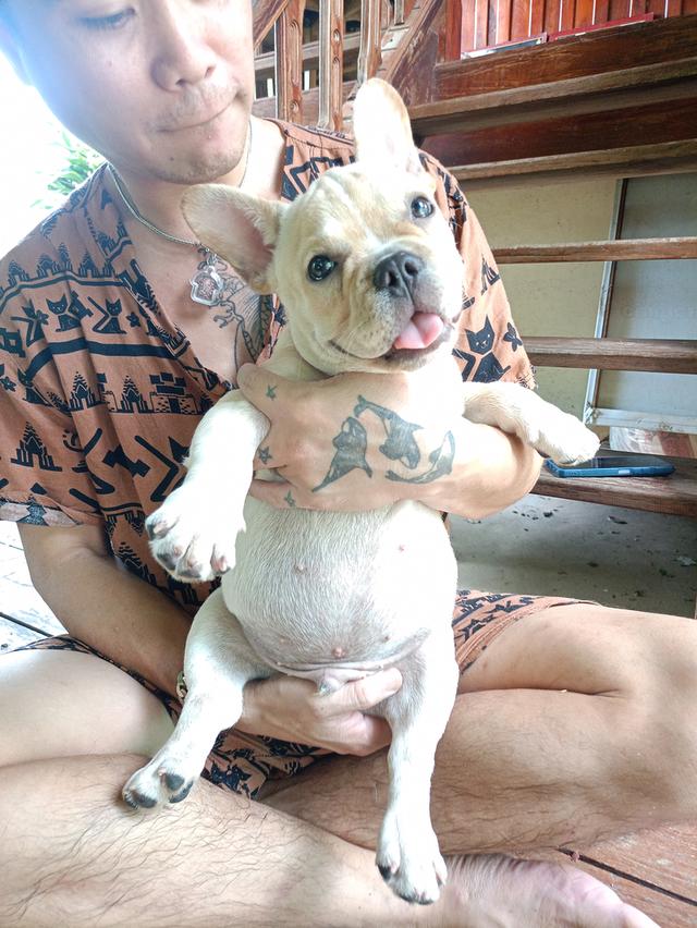 รักพัน french bulldog
