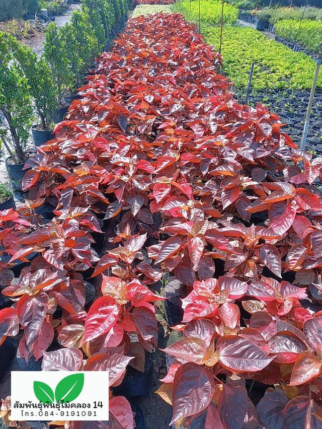 หูปลาช่อน ต้นหูปลาช่อน รูปที่ 3