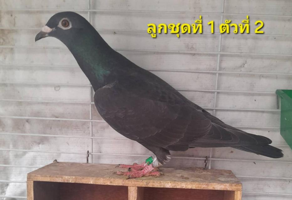 นกพิราบแฟนซี 7