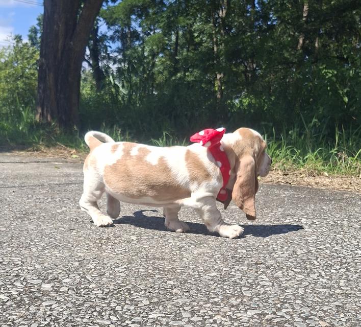 บาสเซ็ตฮาว์ดใบเพ็ดสมาคมพัฒนาพันธุ์สุนัข 6