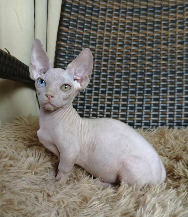 34.แมวแบมบิโน่/เพศผู้ Bambino Cat/Male ตาสองสี/Odd-eyed 8