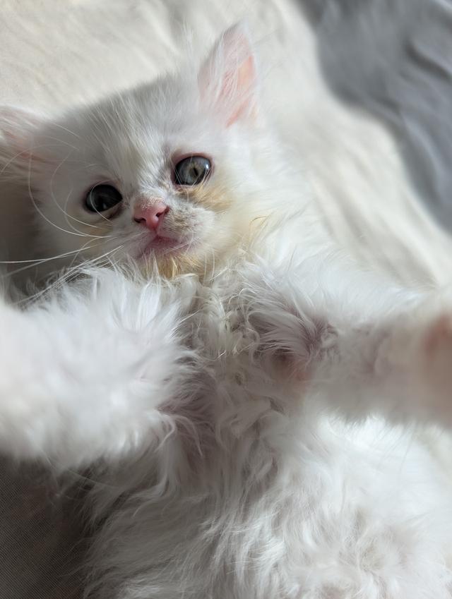Doll face Persian